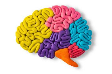 Brain illustration